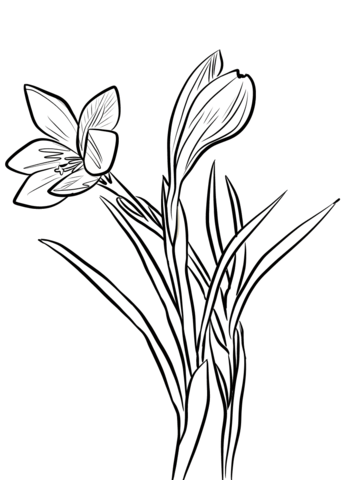 Spring Crocus Coloring Page